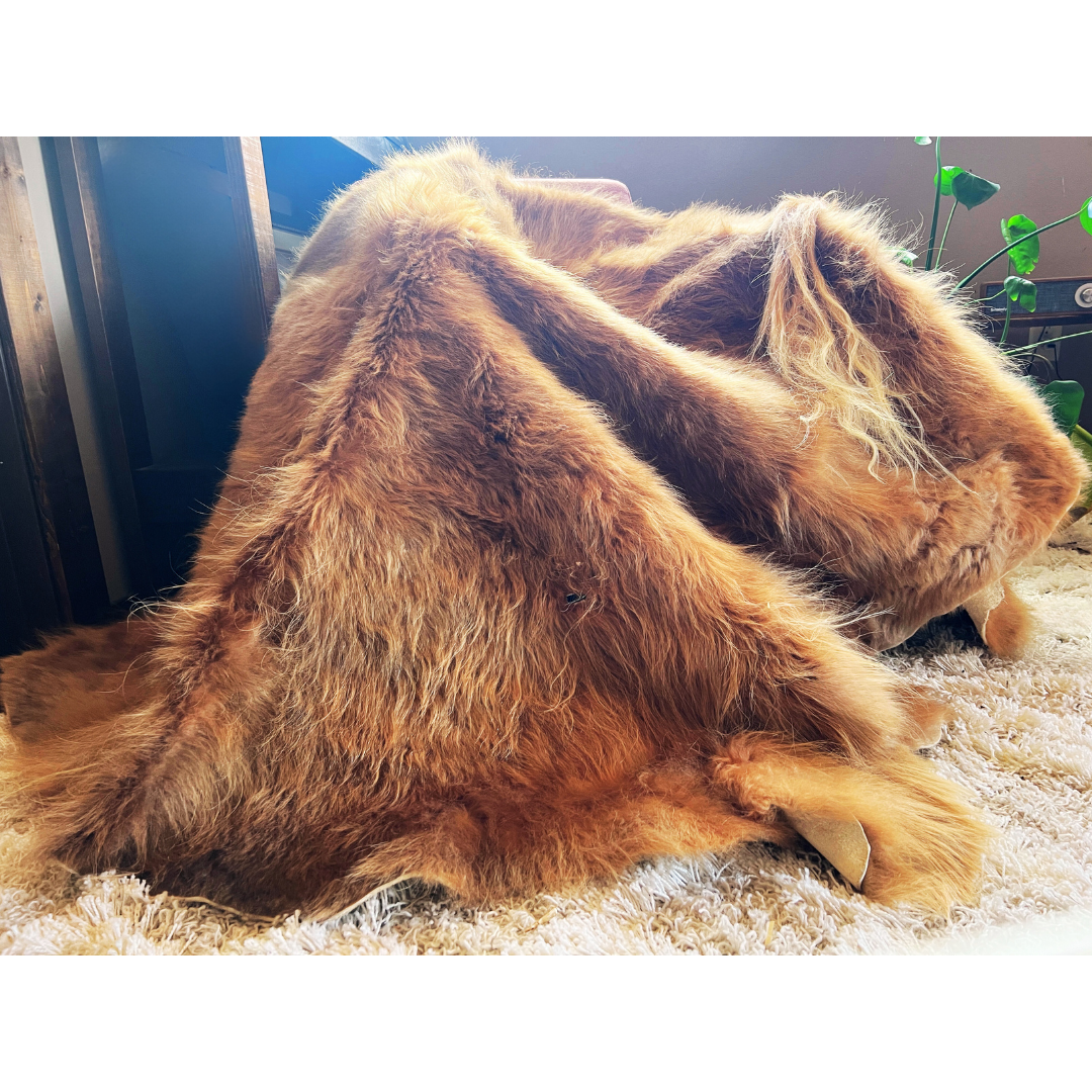 Scottish Highland Cow Hide